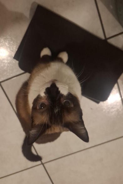 Lindo gato sialata, de patinhas brancas, olhando diretamente para o humano que está tirando a foto.