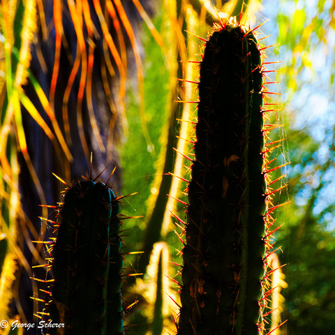 Photo of two columnar cactuses, both strongly backlit.  The sharp spines seem to glow red.  The background is out of focus foliage in green and yellow.