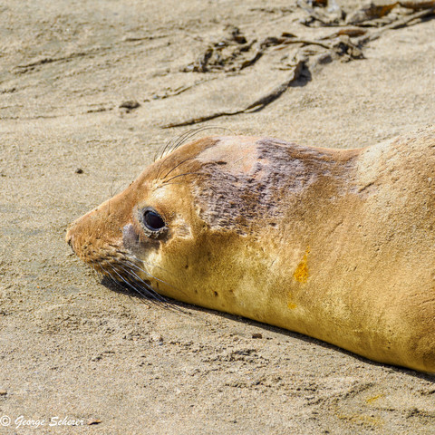 Close up of the head and neck of a tan-colored young elephant seal lying on the sand.  The seal has sand on top of its head and neck.