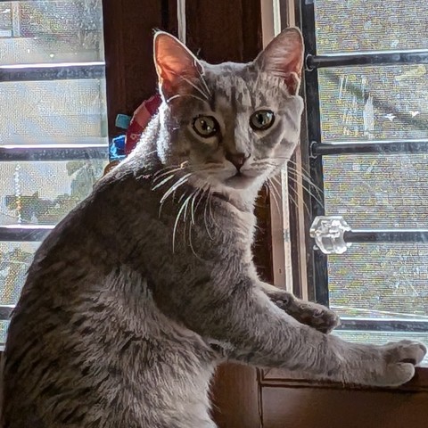 Cat looking straight at the camera with a confused face