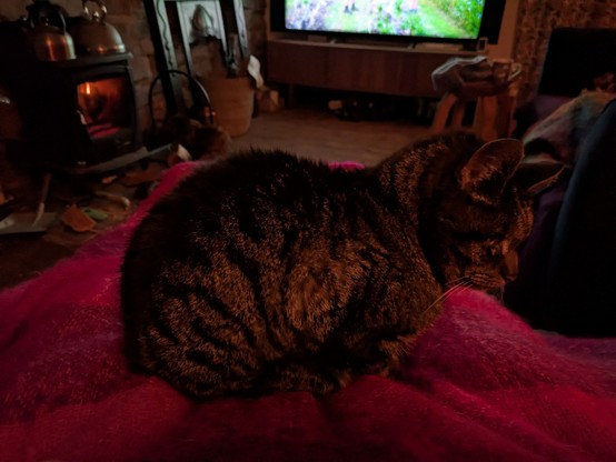 A cat on a blanketed lap in a dim room