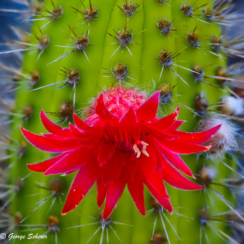 Close-up of a bright red cactus flower on a green, spiny cactus.