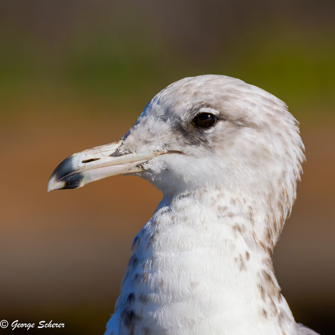 Close-up of the head and neck of a juvenile California Gull, facing to the left.  The bird's feathers are white, with brown patches.