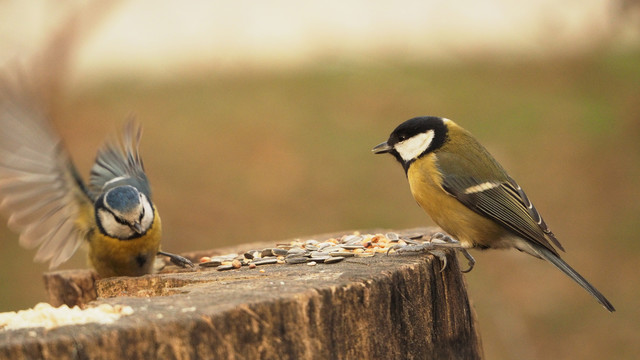 Links eine Blaumeise mit geöffneten Flügeln, rechts eine still sitzende Kohlmeise. Beide sind sich auf einem Baumstumpf mit Vogelfutter begegnet.