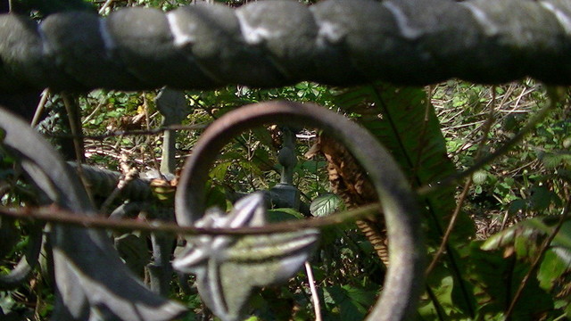 looking through railings around an overgrown grave