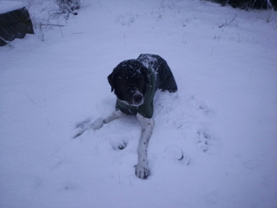 Bamba, una perra cruce de mastín con cosas juega en la nieve