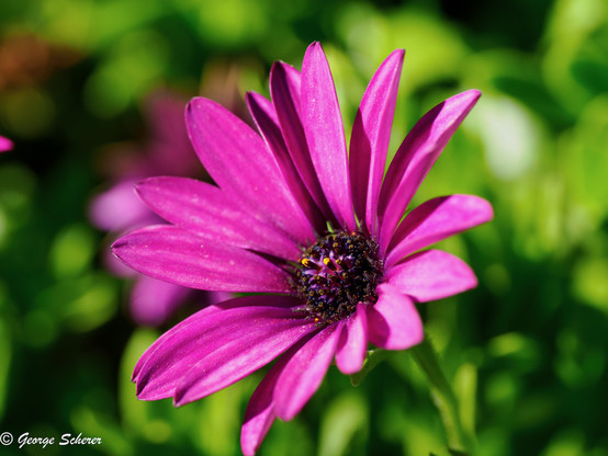 Close-up of an African Daisy against out of focus bright green foliage.  The Daisy's petals are bright reddish-pink, and the center of the flower is dark purple.