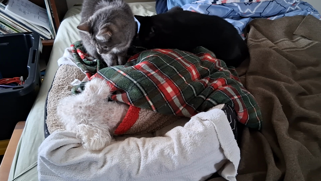 A small white poodle dog is lying in a bed comfortably ensconced in a warm blanket complaining softly about the black and gray cats that insist on sharing it with him.