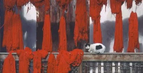 lone cat on the brown metal rail with red cloths and strings draping down from higher up