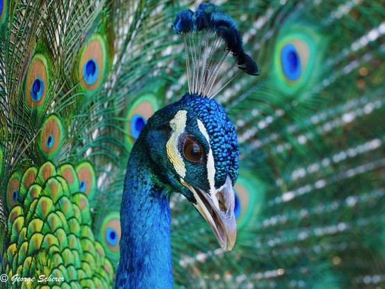 Close up of the head and neck of a peacock.  The bird's head and neck are covered in brilliant blue iridescent feathers. In the background, the bird's bright green and blue tail feathers can be seen.