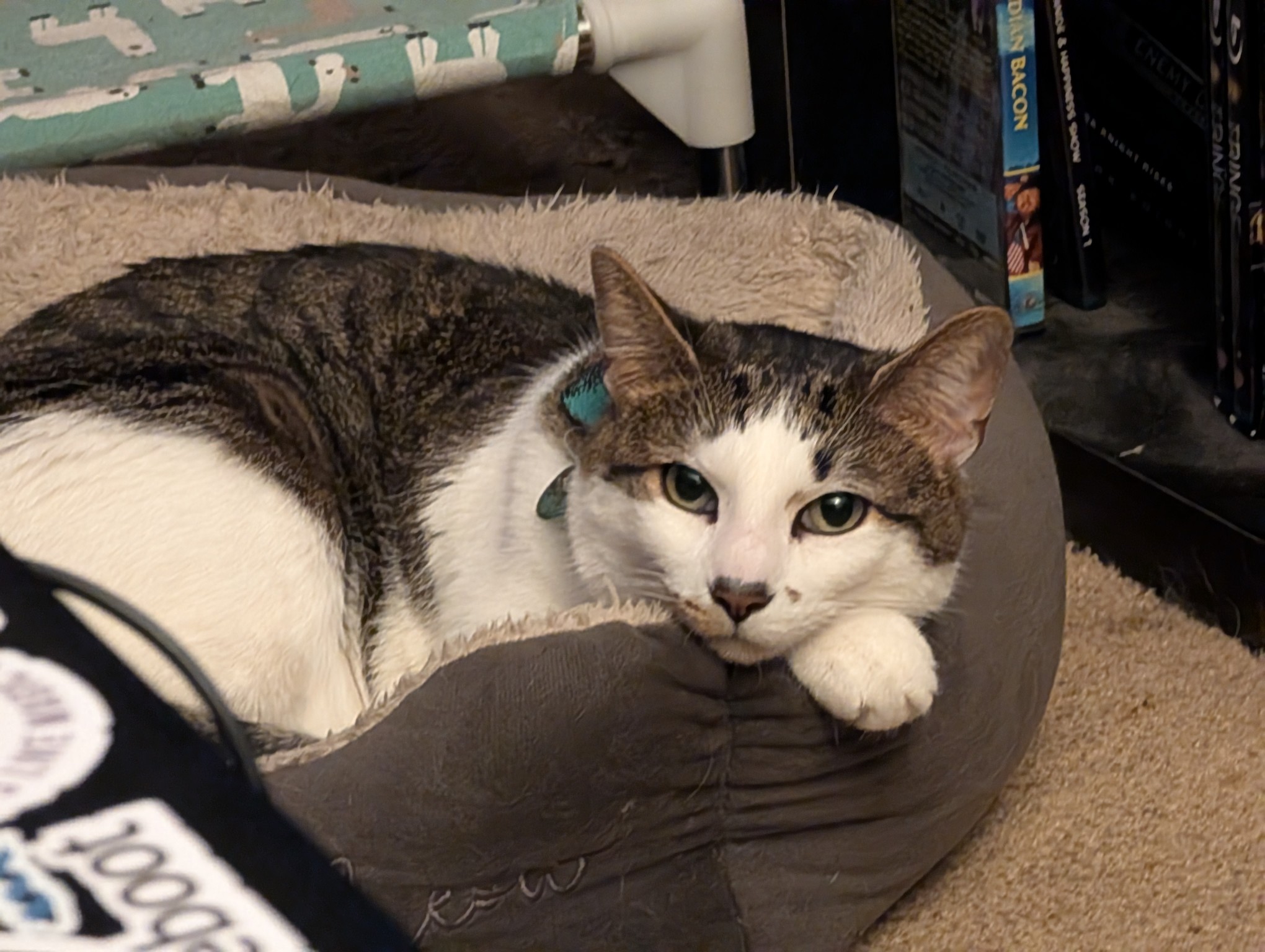 A cat in his bed, relaxing with his head on one paw. Eyes locked on the camera. His face says he wants to go on vacation.