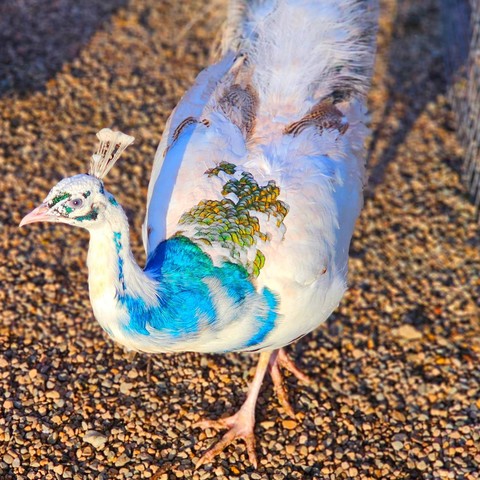 Silver Pied/White Peacock