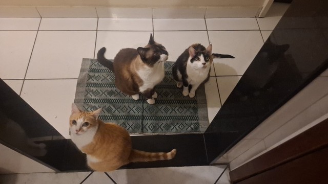 Três gatos, um sialata grande, uma amarelinha preto e branca e uma bela tricolor, em cima de um pequeno tapete sobre um chão de ladrilhos. As duas fêmeas olham diretamente para cima, na direção de quem está tirando a foto e o macho olha para o alto porém para o lado (nem eu sei o que ele estava olhando ali naquele momento).
