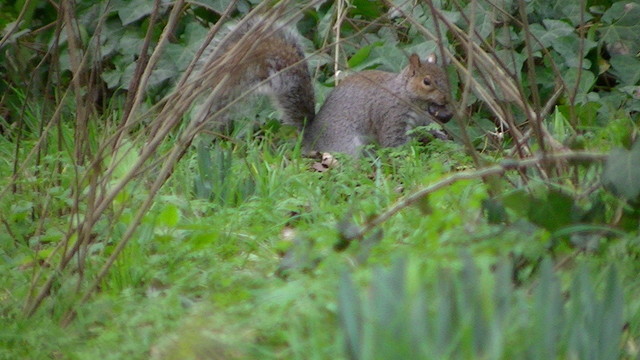 a squirrel with a conker. snowdrop shoots in the foreground.