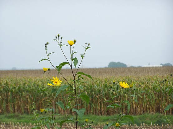 Eine blühende Sonnenblume oder Pastinake. Im Hintergrund ein Maisfeld, der Himmel ist eintönig grau.  