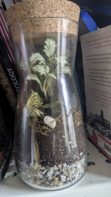 A terrarium, glass, almost hourglass shaped. With a cork in the top. A small green plant inside.