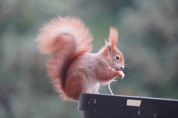 Ein kleines rotes Eichhörnchen sitzt auf einem Blumentopf und isst eine Nuss
