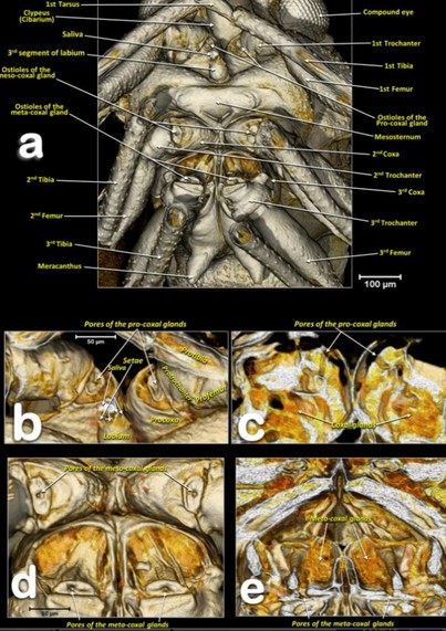 super sexy elaborate Asian citrus psyllid diagram