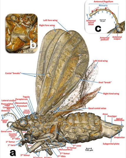 wings and lumps and eyes and legs
