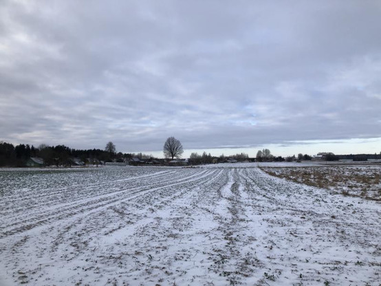snow, lone tree
Lithuania
55 degrees north, 25 degrees east (visit #9) - Picture #1