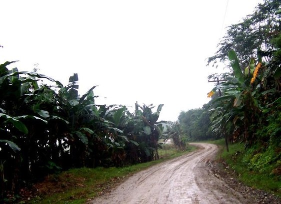 jungle road
Philippines
18 degrees north, 122 degrees east (visit #1) - Picture #1