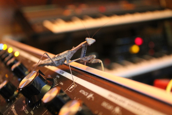 Praying mantis on synthesiser 