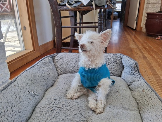 A small white fuzzy dog in a blue sweater sitting on her haunches in an oversized pet bed. Her eyes are closed, but she steadfastly sits nevertheless.