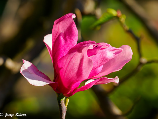 Reddish-pink Magnolia flower, seen from the side, against an out-of-focus background of green foliage and brown branches.