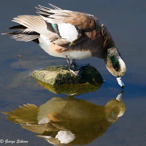 Close-up of an American Wigeon duck standing on a wet rock in the middle of a body of water.  The duck is leaning forward to take a drink so that its bill is almost touching the water. The bird's reflection is clearly visible in the smooth surface of the water.