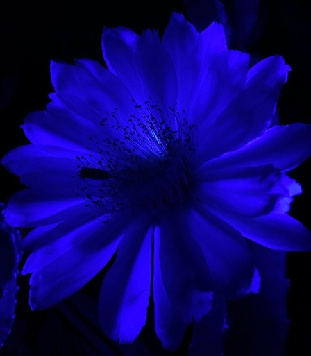 night blooming cerus, deep blue