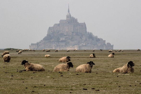 Sheep and lambs graze in a pasture near the Mont-Saint-Michel, northwestern France on Saturday, during a lockdown in France aimed at curbing the spread of the COVID-19 (AFP/Sameer Al-Doumy)