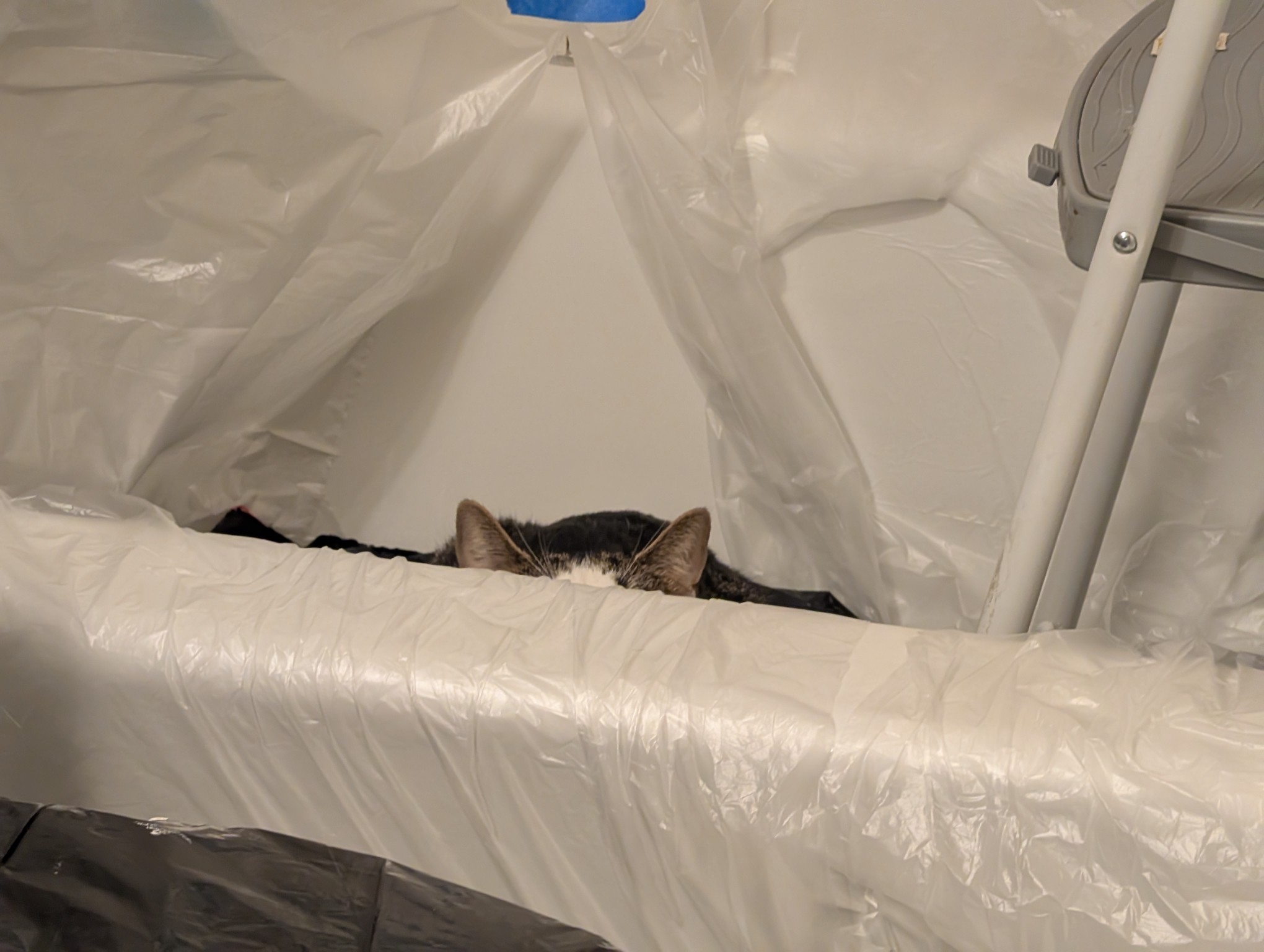 Ears of a fearsome beast. Hiding in a tub covered with plastic.