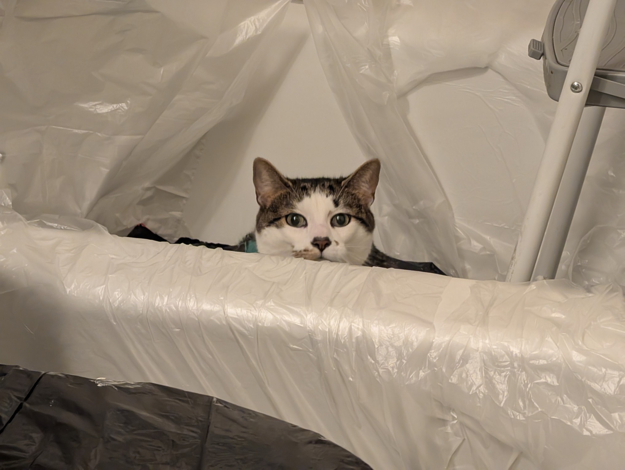 The face of the beast. Why am I disturbing his hunt?