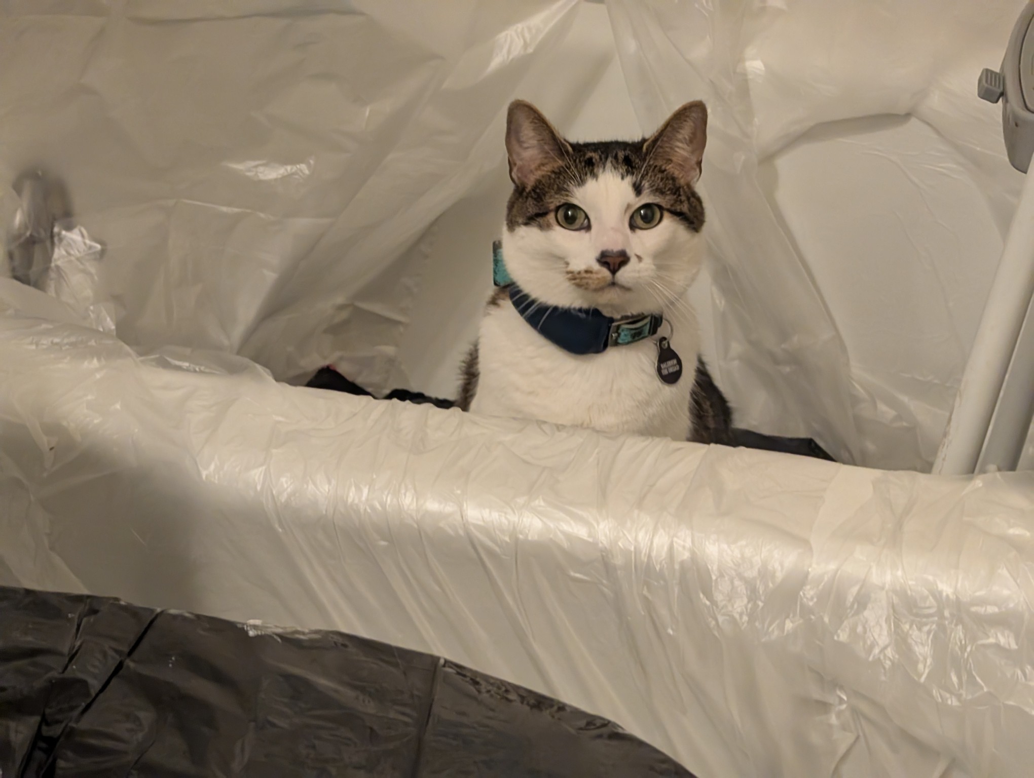 The beast proud of his kill.