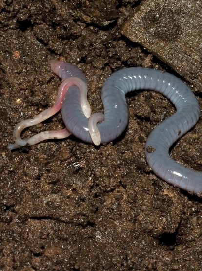 big and small worm in wet soil