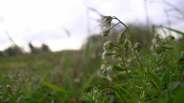 tiny white wild flowers, only about 50mm high, at the edge of a field.