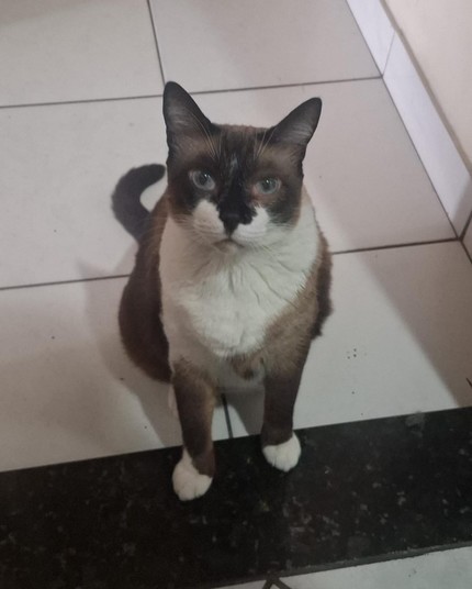 Lindo gato sialata de patas brancas (white shoes) olhando diretamente para a câmera.