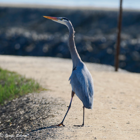 Photo of a great blue heron, standing on the edge of a dirt road, looking off of the road to the left. 