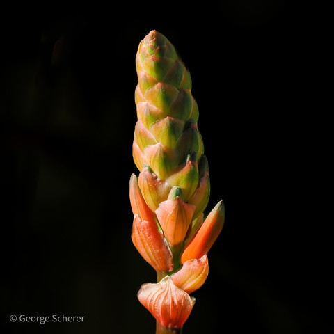 Close up of a orange, yellow, and green column-shaped aloe inflorescence against a dark background.  The inflorescence appears to glow.  The flowers at the bottom are just beginning to open and separate from the rest. 