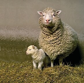 dolly the cloned sheep with child
