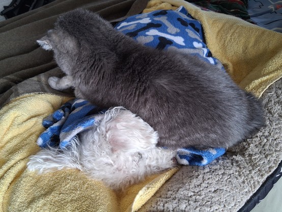 A white poodle dog in a pet bed covered by a blue fleece blanket. A gray cat is lying across his chest. The two are sound asleep.