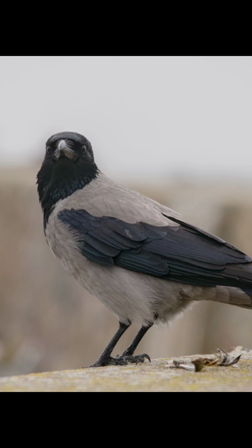 Bilder vom Hafen Warnemünde