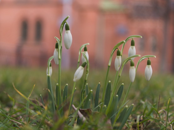 Nahaufnahme einer Gruppe von Schneeglöckchen in der Wiese vor einer Kirche aus rotem Backstein.