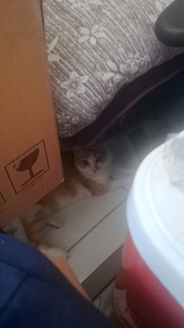 Vemos uma bela gatinha amarela e branca com ar despreocupado escondida atrás e embaixo de um monte de caixas e objetos variados.