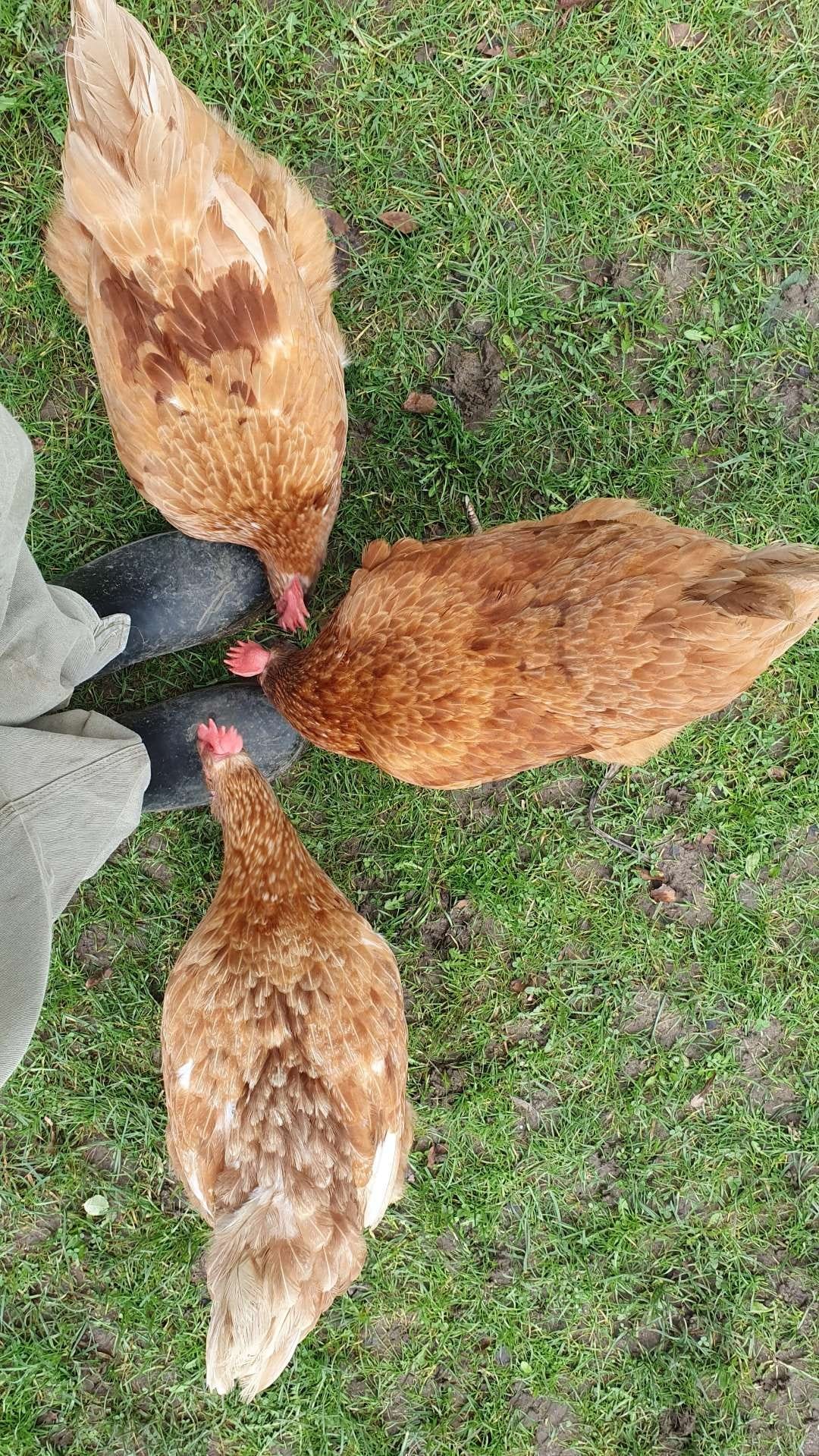 3 rescue chickens gather to peck at welly boots