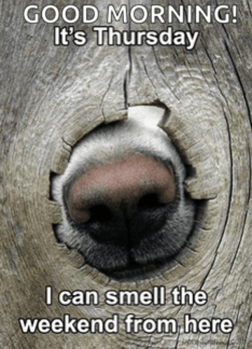 a picture of a dogs nose poking through a hole in a tree trunk. The text says Good morning, it's thursday - I can smell the weekend from here.