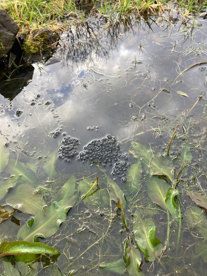 Frog eggs floating in a pond amongst water plants