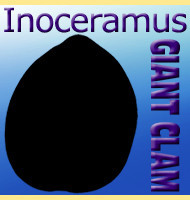 Inoceramus GIANT CLAM