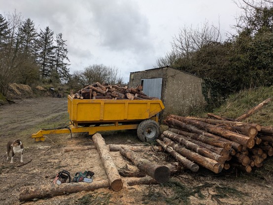 A full wagon of chunked wood, a quarter of a huge pile of 3-meter pine logs, a bunch of sawdust, two chainsaws, and a dog named Skye