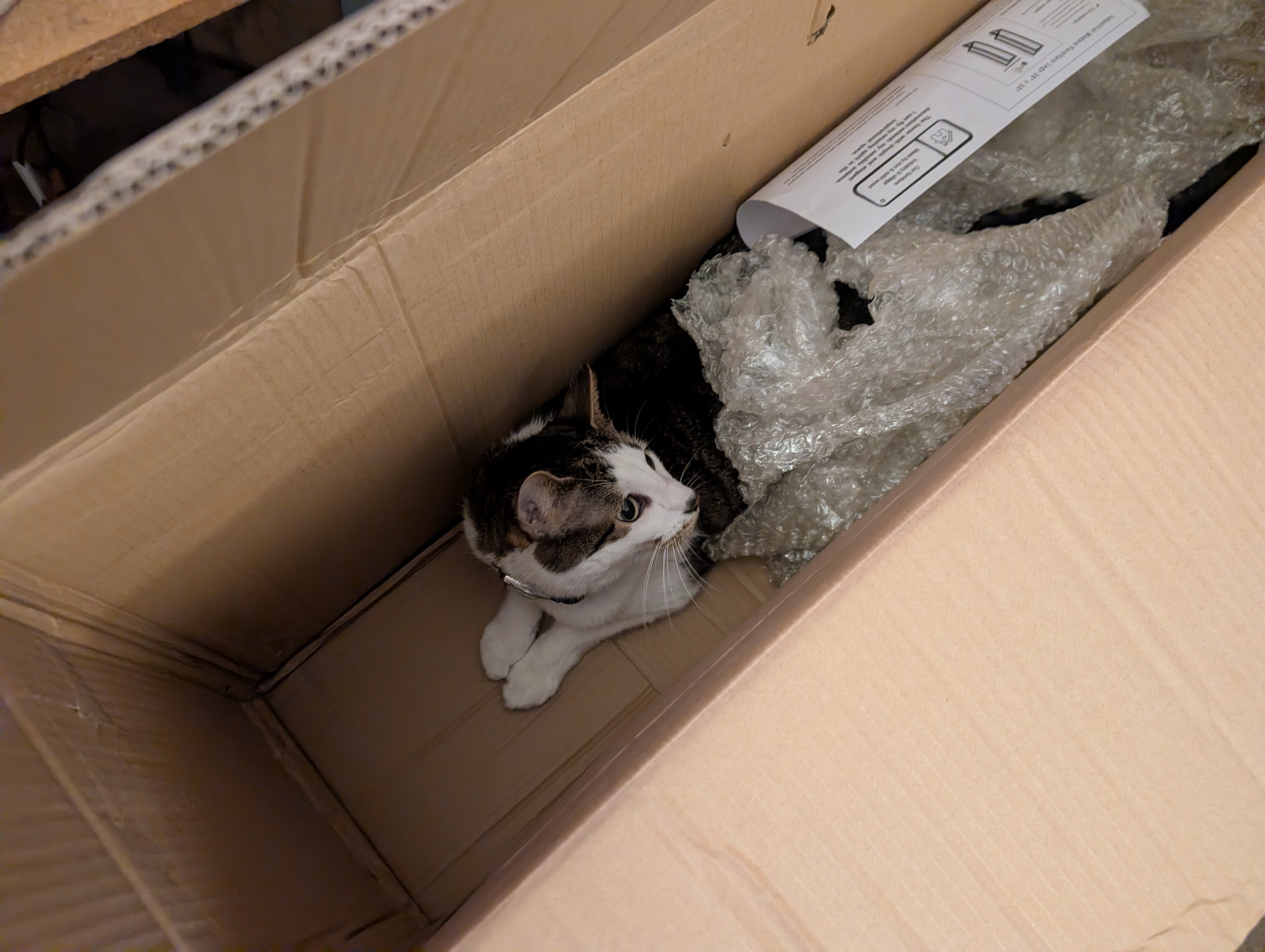 Did you guess he was in the box? Congratulations! You found the cat!